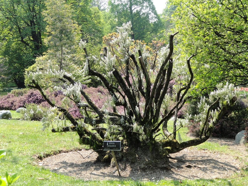 Бриар в природе